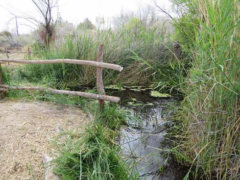 Swimming Pool Trail