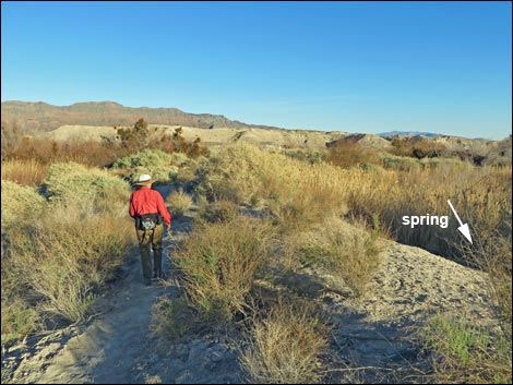 Shoshone Red Birding Trail