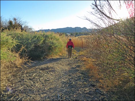 Shoshone Red Birding Trail