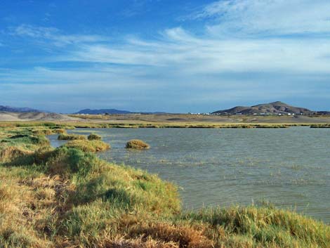 Tecopa Marsh