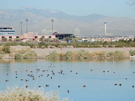 Henderson Bird Viewing Preserve