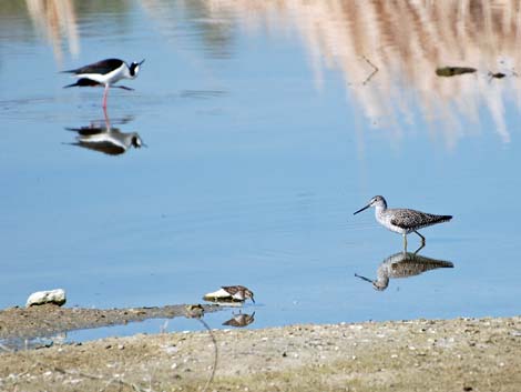 Henderson Bird Viewing Preserve