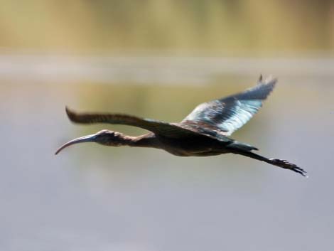 Henderson Bird Viewing Preserve