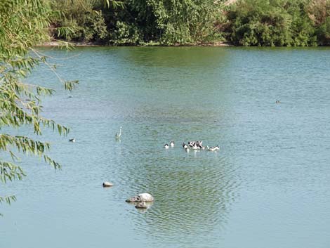 Henderson Bird Viewing Preserve