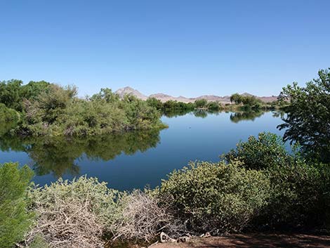 Henderson Bird Viewing Preserve