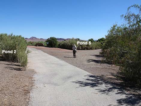 Henderson Bird Viewing Preserve