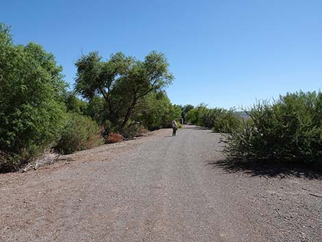 Henderson Bird Viewing Preserve