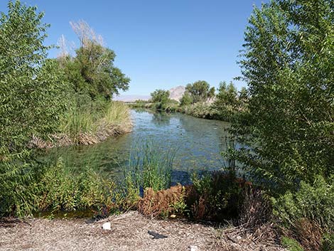 Henderson Bird Viewing Preserve