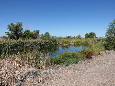 Henderson Bird Viewing Preserve