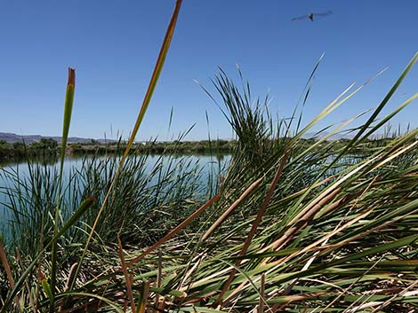 Henderson Bird Viewing Preserve