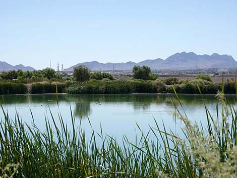 Henderson Bird Viewing Preserve