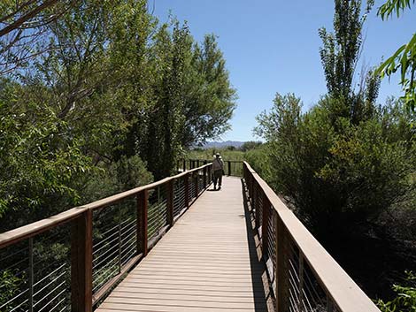 Henderson Bird Viewing Preserve