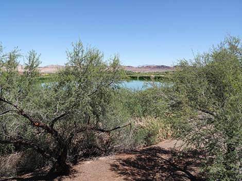 Henderson Bird Viewing Preserve