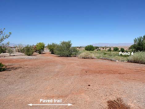 Henderson Bird Viewing Preserve