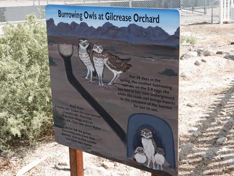 Rainbow Owl Preserve