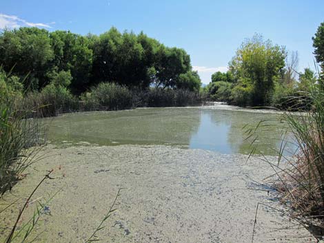 Clark County Wetlands Park