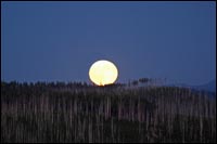 Moonrise over Forest