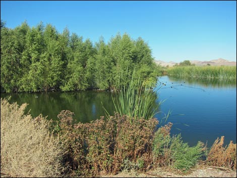 Henderson Bird Viewing Preserve