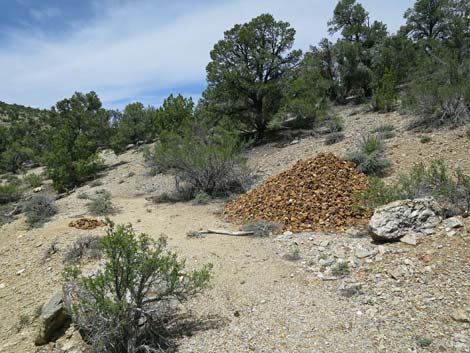 Rosario Mine