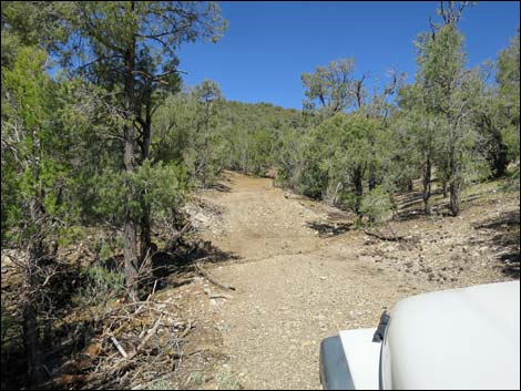 Badger Valley Road