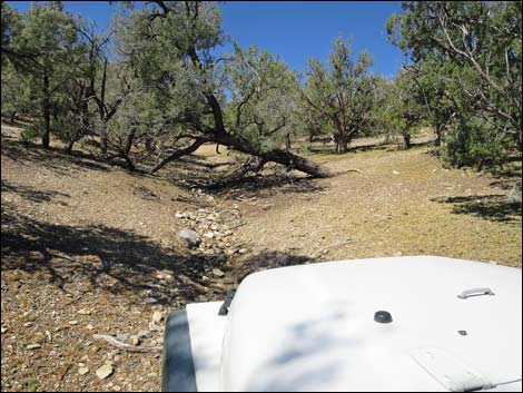 Badger Valley Road