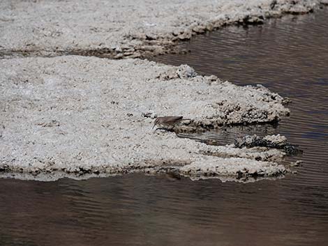 Badwater Salt Flat Trail