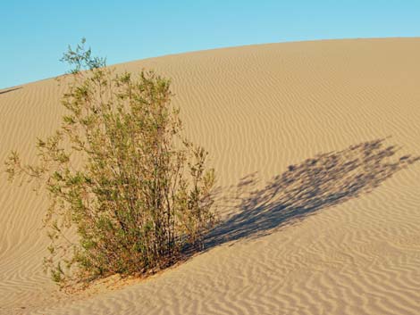 Mesquite Flat Sand Dunes