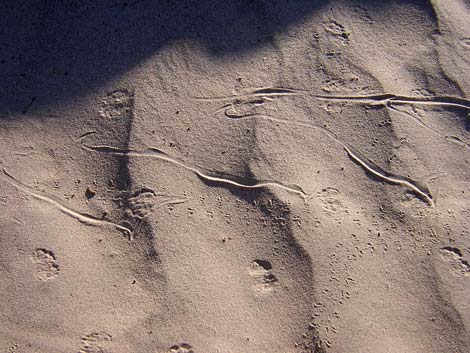 Stovepipe Wells Sand Dunes