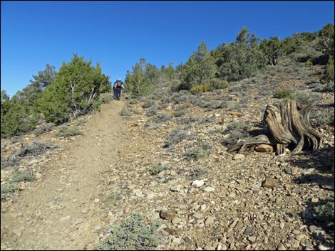 Wildrose Peak