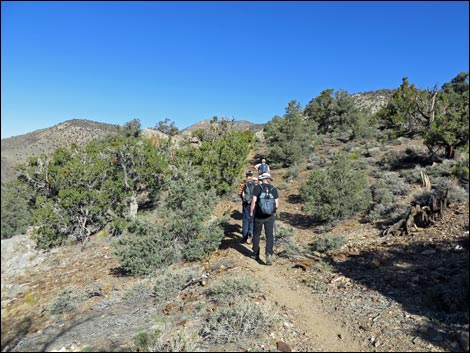 Wildrose Peak