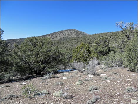 Wildrose Peak