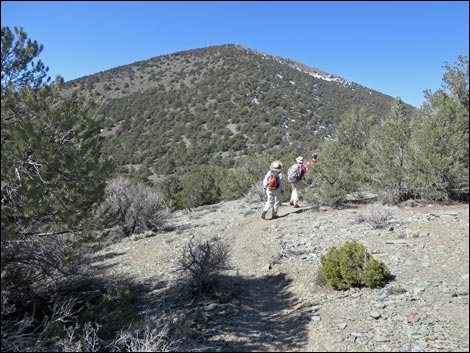 Wildrose Peak