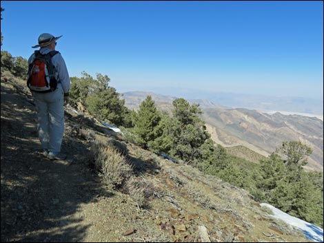 Wildrose Peak