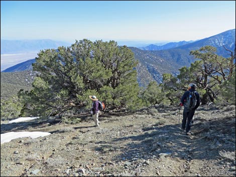 Wildrose Peak