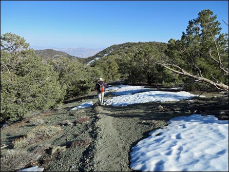 Wildrose Peak