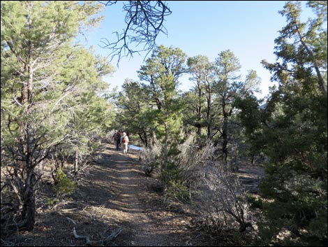 Wildrose Peak