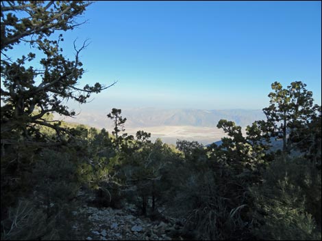 Wildrose Peak