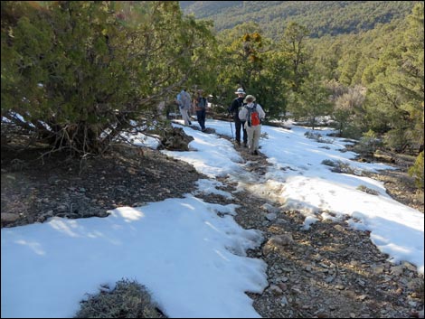 Wildrose Peak