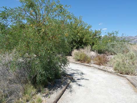 Bighorn Trail