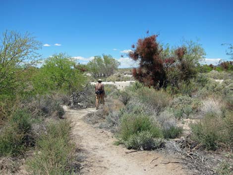 birdsong trail