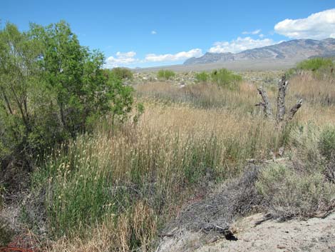 Birdsong Trail