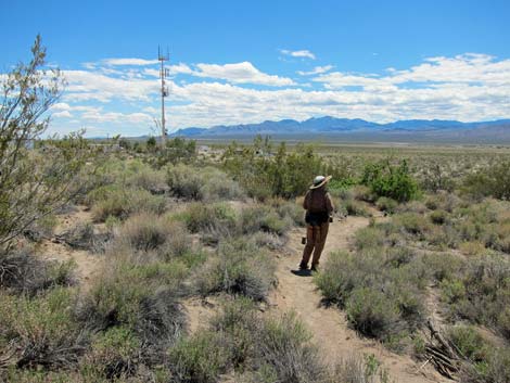 Birdsong Trail