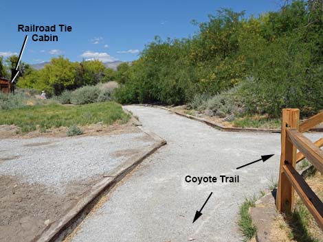 Coyote Trail