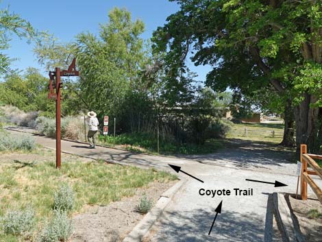 Coyote Trail