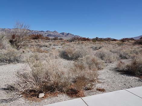 Jackrabbit Loop Trail