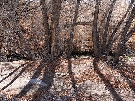 Jackrabbit Loop Trail