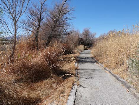 Jackrabbit Loop Trail