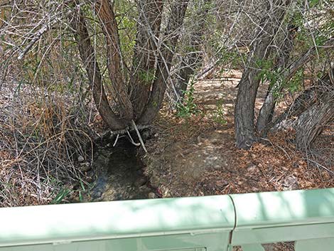 Jackrabbit Loop Trail