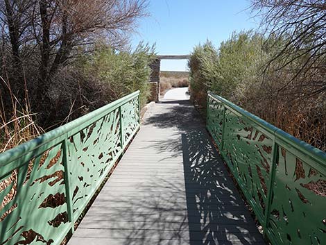 Jackrabbit Loop Trail