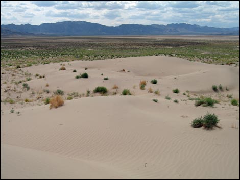 Desert Dry Lake Dunes South